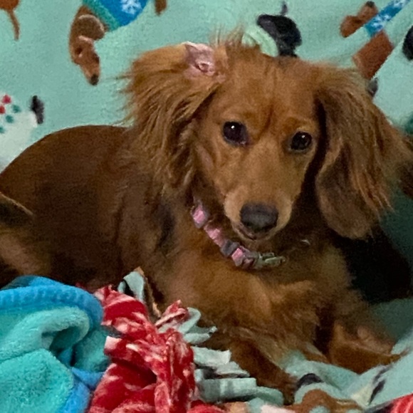 Meet your Posher, Tressa - Picture 1 of 1